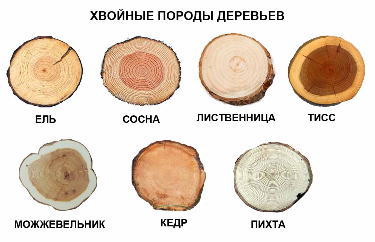 Таблица виды древесины 1