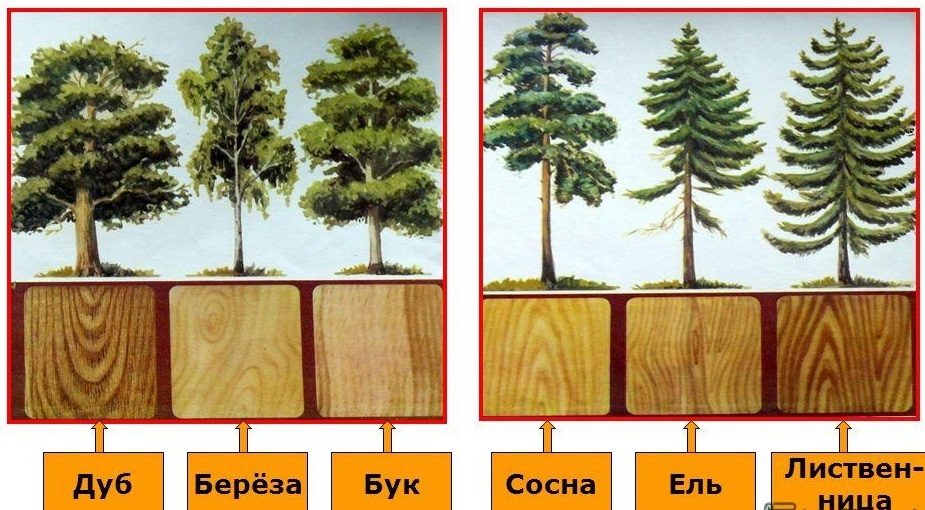 Таблица виды древесины 2